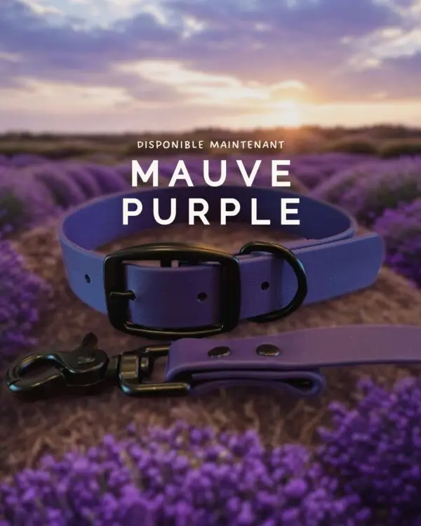 Collier et laisse pour chien en Biothane mauve, avec quincaillerie noire, posés dans un champ de lavande au coucher du soleil.